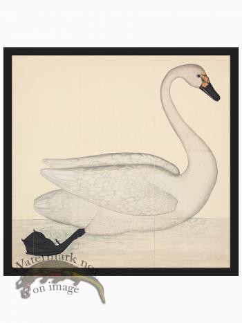 Rudbeck CFA_BF 01 Swan